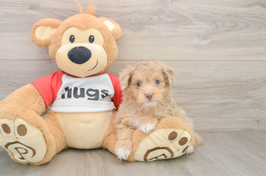 Funny Mini Aussiedoodle Poodle Mix Pup