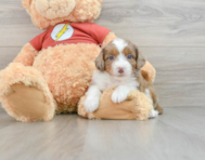 7 week old Mini Aussiedoodle Puppy For Sale - Windy City Pups