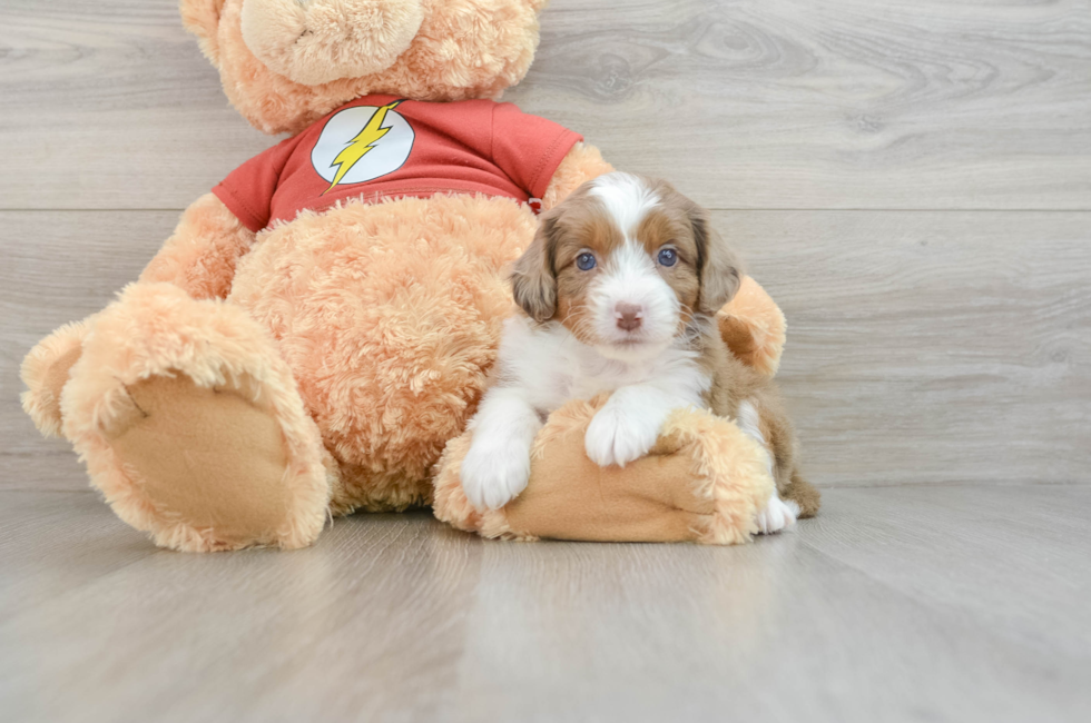 7 week old Mini Aussiedoodle Puppy For Sale - Windy City Pups