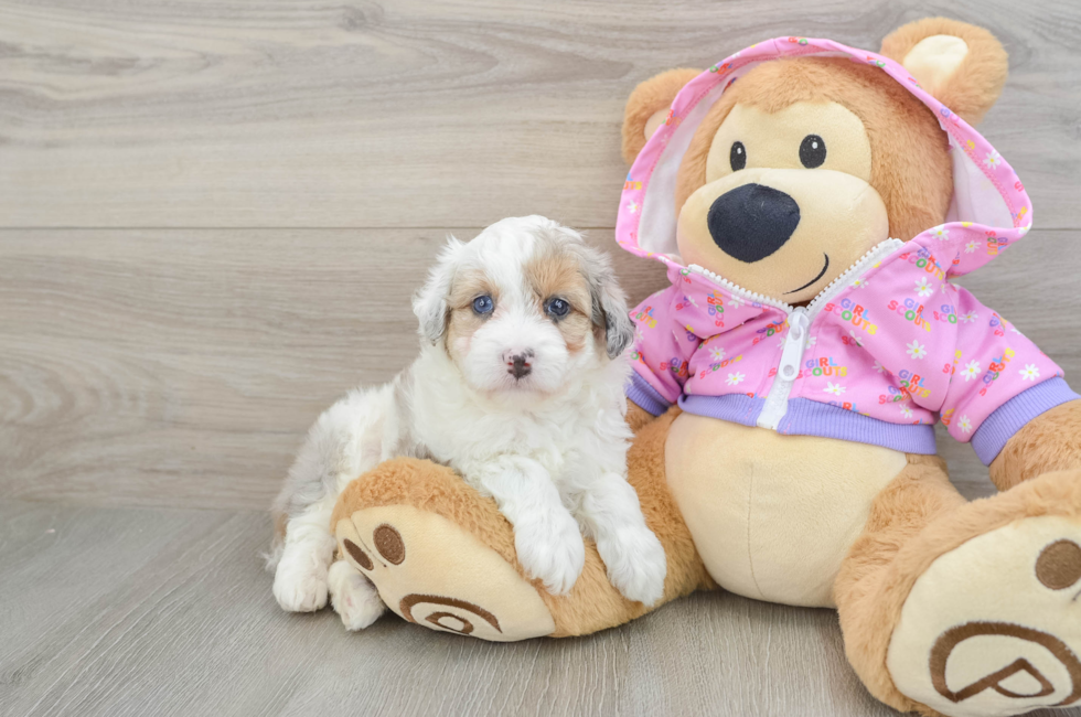 5 week old Mini Aussiedoodle Puppy For Sale - Windy City Pups