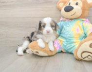 8 week old Mini Aussiedoodle Puppy For Sale - Windy City Pups