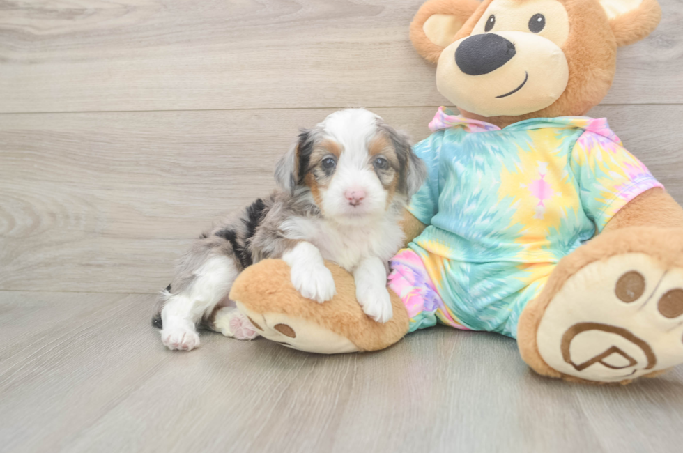 5 week old Mini Aussiedoodle Puppy For Sale - Windy City Pups