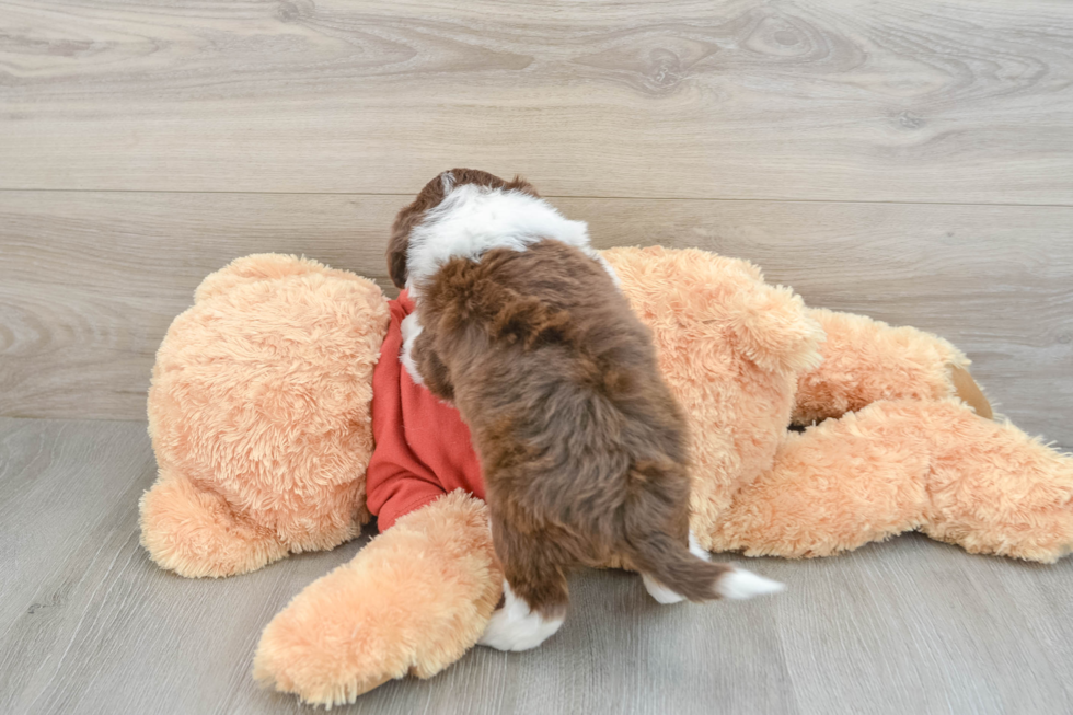 Adorable Mini Australian Shepherd X Poodle Mix Poodle Mix Puppy