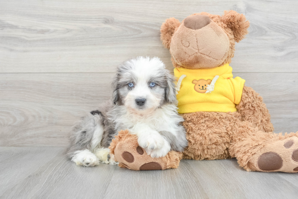 Best Mini Aussiedoodle Baby