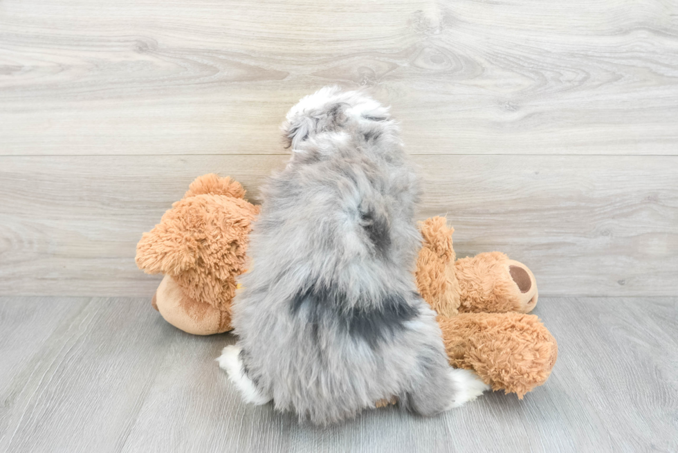 Mini Aussiedoodle Puppy for Adoption