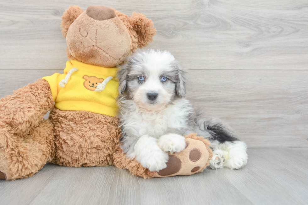 Cute Mini Aussiedoodle Baby