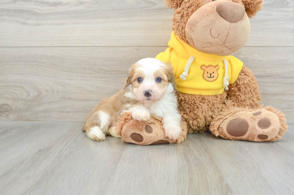 6 week old Mini Aussiedoodle Puppy For Sale - Windy City Pups