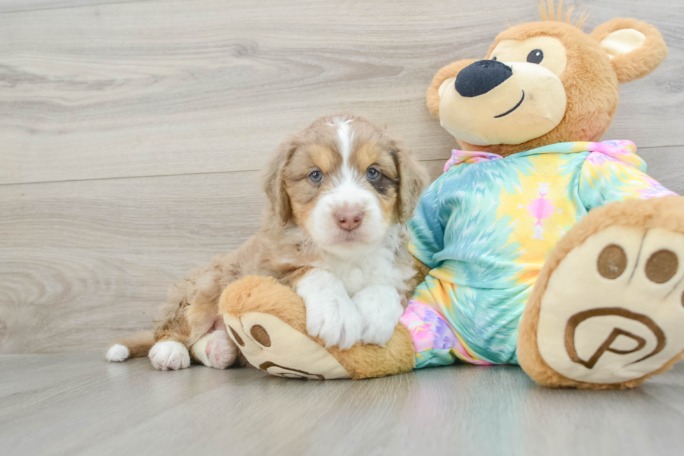 Mini Aussiedoodle Pup Being Cute