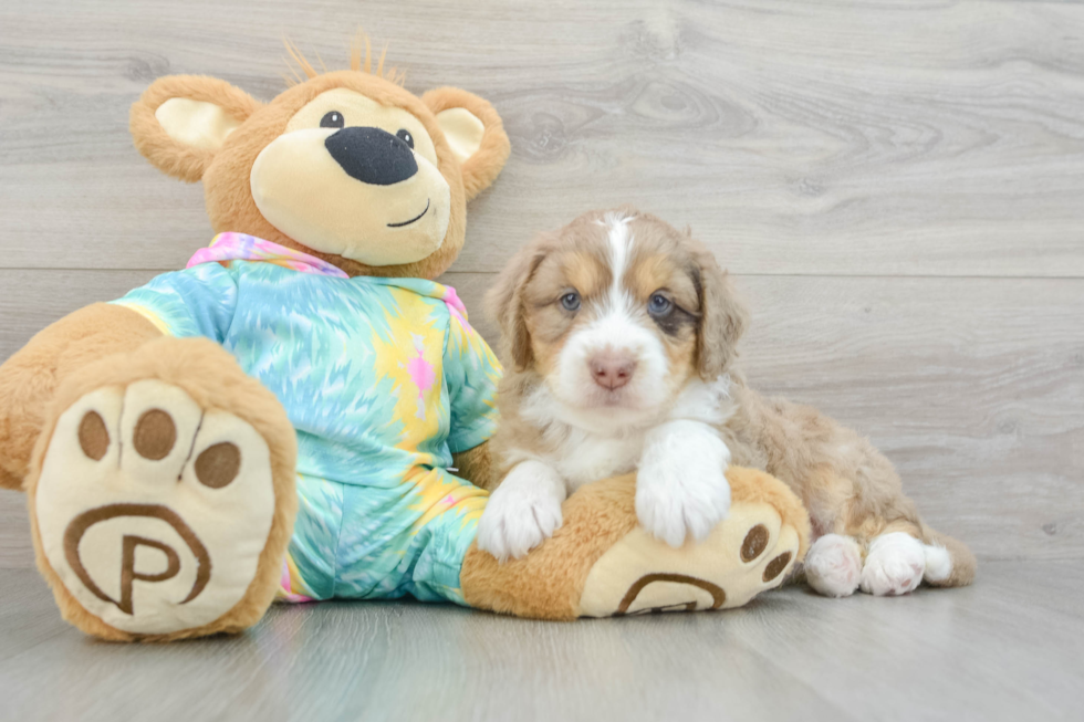 Smart Mini Aussiedoodle Poodle Mix Pup