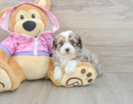 7 week old Mini Aussiedoodle Puppy For Sale - Windy City Pups