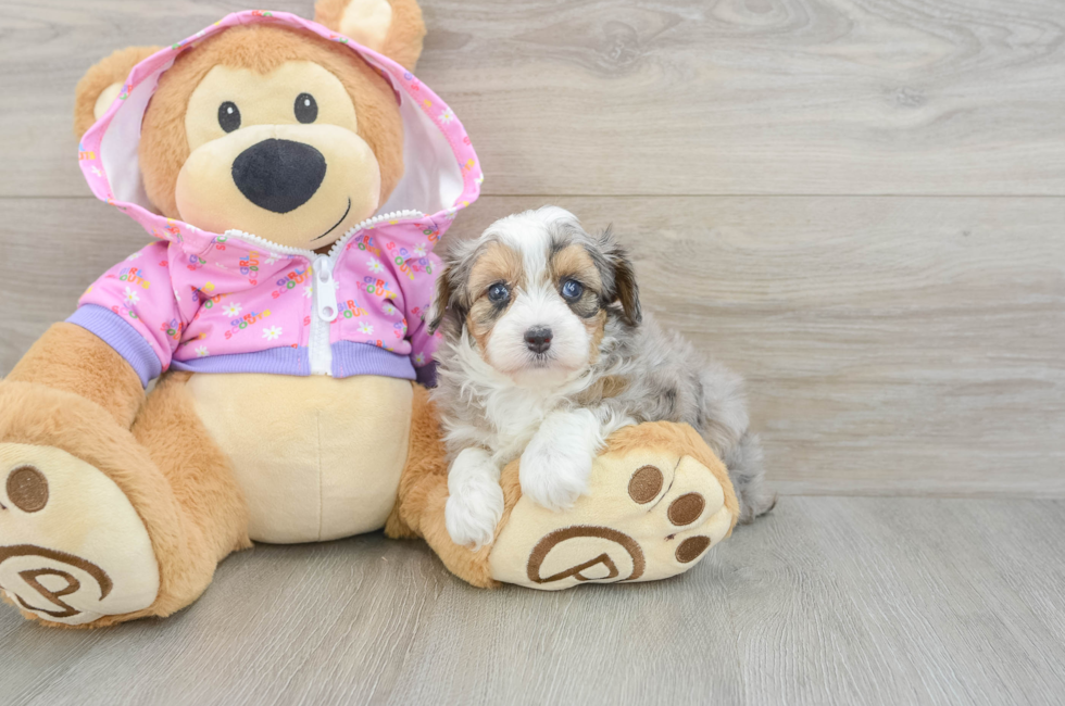5 week old Mini Aussiedoodle Puppy For Sale - Windy City Pups