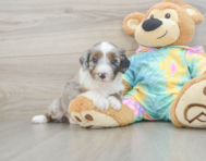 8 week old Mini Aussiedoodle Puppy For Sale - Windy City Pups