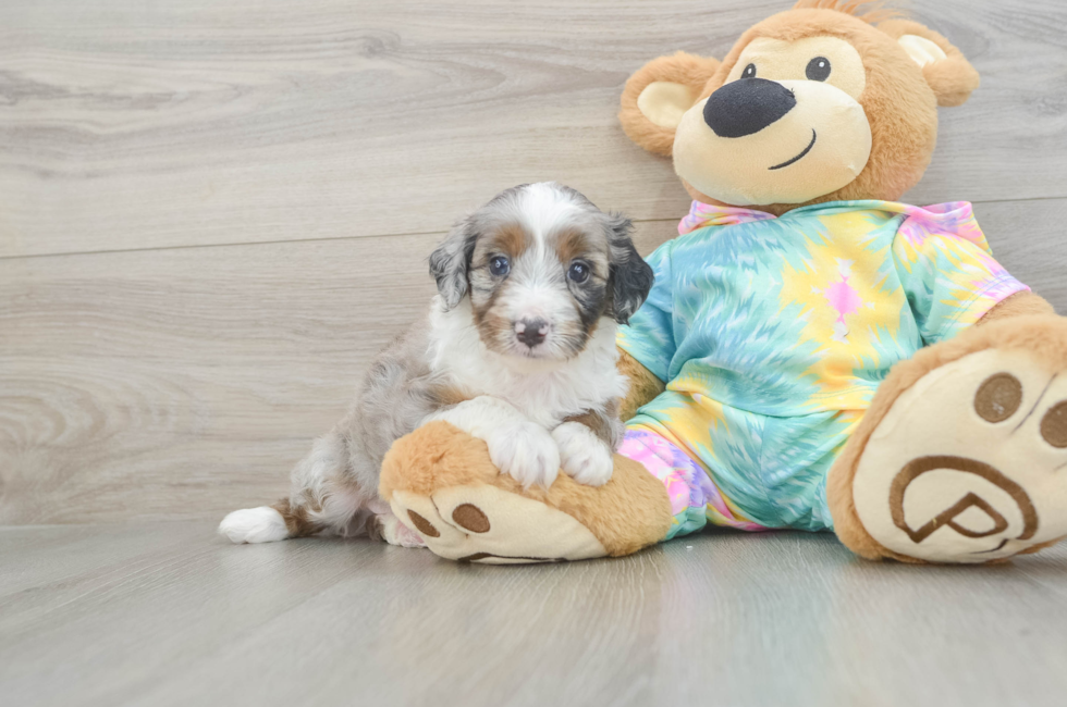 5 week old Mini Aussiedoodle Puppy For Sale - Windy City Pups