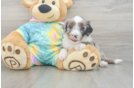 Mini Aussiedoodle Puppy for Adoption