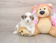 7 week old Mini Aussiedoodle Puppy For Sale - Windy City Pups