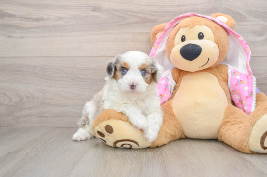 Small Mini Aussiedoodle Baby