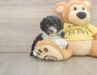 8 week old Mini Aussiedoodle Puppy For Sale - Windy City Pups