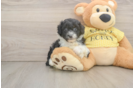 Mini Aussiedoodle Pup Being Cute