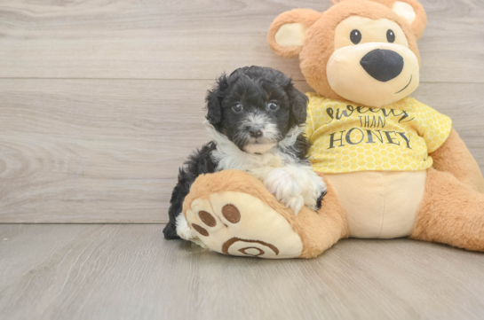 Mini Aussiedoodle Pup Being Cute