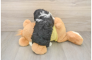 Mini Aussiedoodle Pup Being Cute