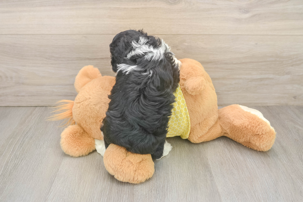 Mini Aussiedoodle Pup Being Cute