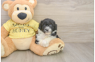 Small Mini Aussiedoodle Baby