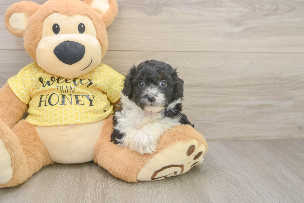 Small Mini Aussiedoodle Baby
