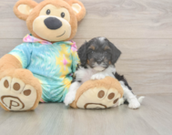 7 week old Mini Aussiedoodle Puppy For Sale - Windy City Pups