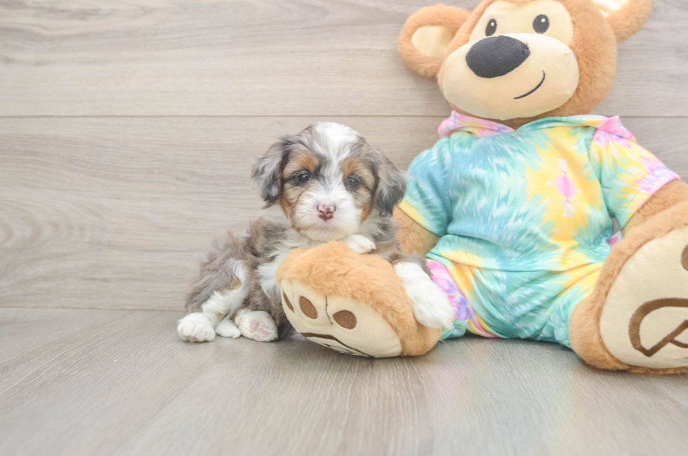5 week old Mini Aussiedoodle Puppy For Sale - Windy City Pups