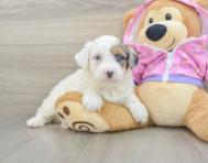 7 week old Mini Aussiedoodle Puppy For Sale - Windy City Pups