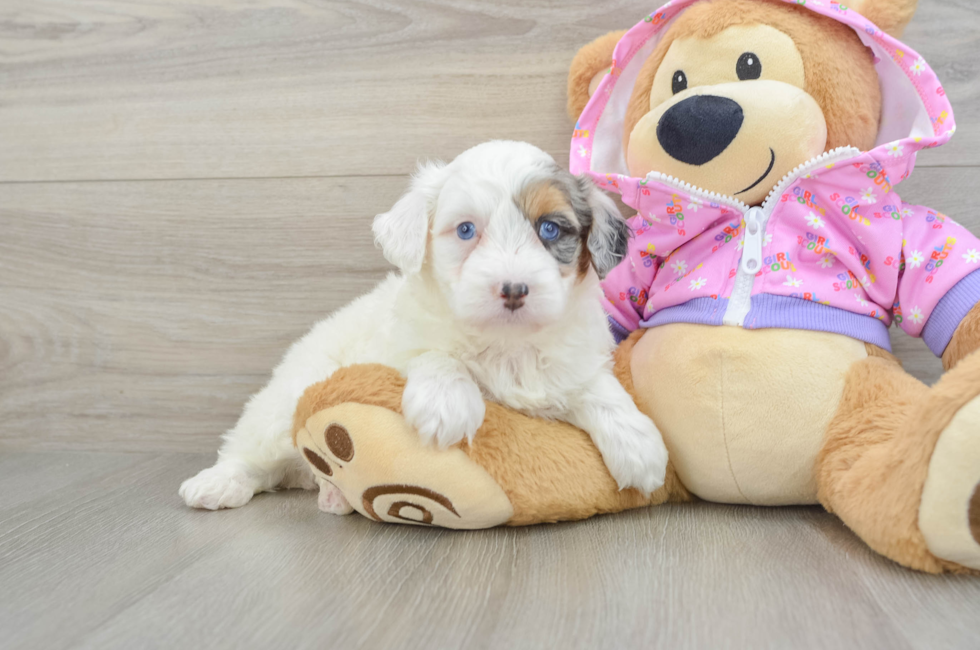 5 week old Mini Aussiedoodle Puppy For Sale - Windy City Pups