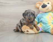 8 week old Mini Aussiedoodle Puppy For Sale - Windy City Pups