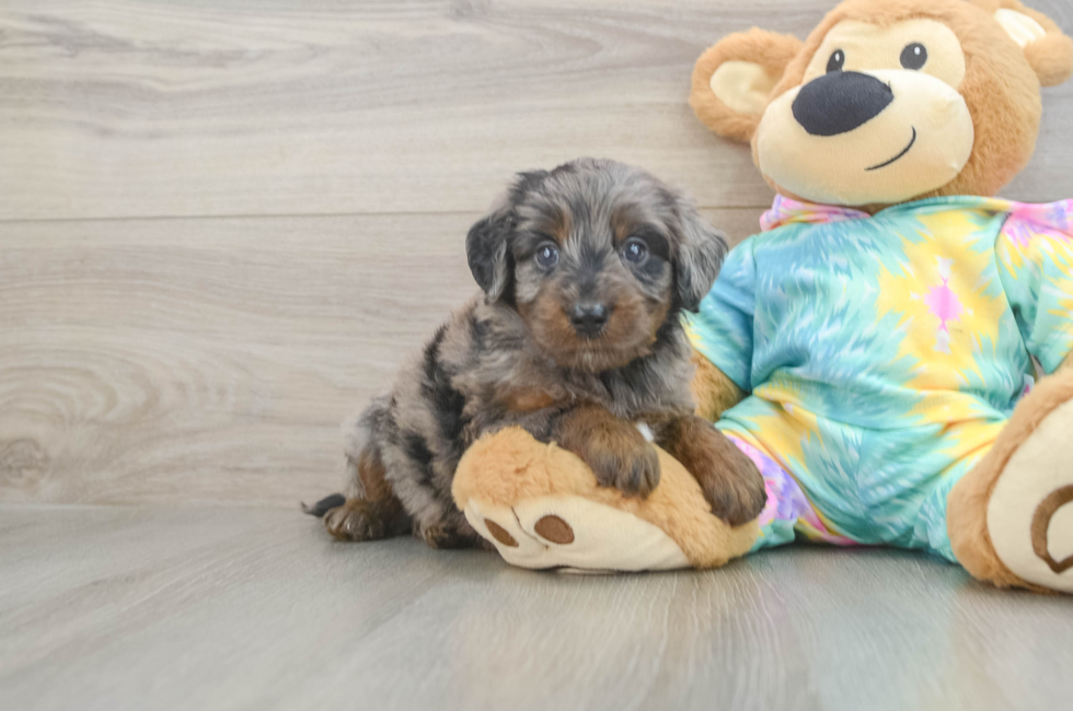 5 week old Mini Aussiedoodle Puppy For Sale - Windy City Pups