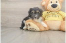 Hypoallergenic Aussiepoo Poodle Mix Puppy