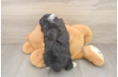 Mini Aussiedoodle Pup Being Cute