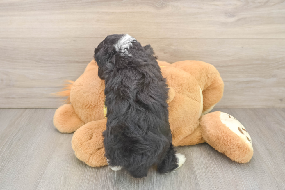 Mini Aussiedoodle Pup Being Cute