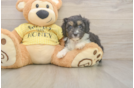 Mini Aussiedoodle Puppy for Adoption