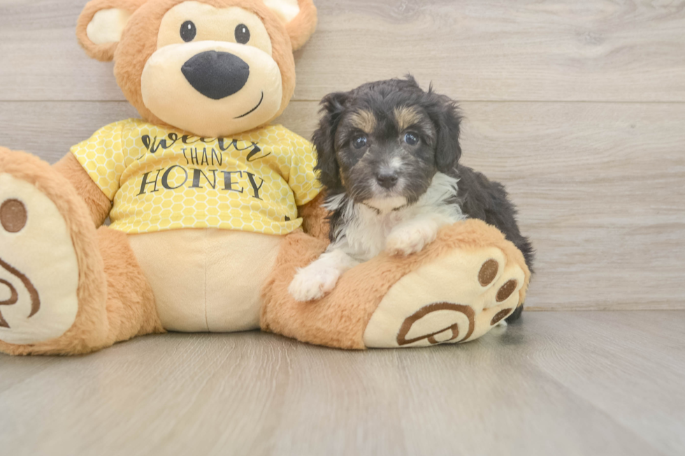 Mini Aussiedoodle Puppy for Adoption