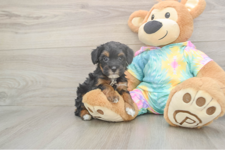 Mini Aussiedoodle Puppy for Adoption