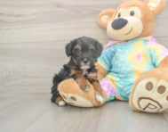 7 week old Mini Aussiedoodle Puppy For Sale - Windy City Pups