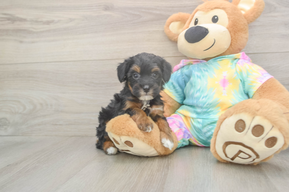 5 week old Mini Aussiedoodle Puppy For Sale - Windy City Pups