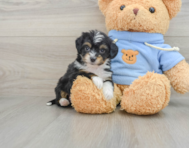 8 week old Mini Aussiedoodle Puppy For Sale - Windy City Pups