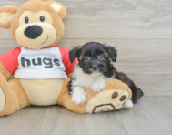 8 week old Mini Aussiedoodle Puppy For Sale - Windy City Pups