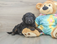 8 week old Mini Aussiedoodle Puppy For Sale - Windy City Pups