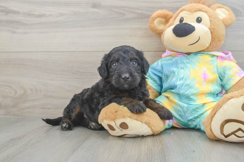 5 week old Mini Aussiedoodle Puppy For Sale - Windy City Pups