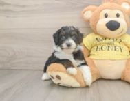 8 week old Mini Aussiedoodle Puppy For Sale - Windy City Pups