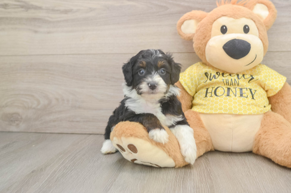 5 week old Mini Aussiedoodle Puppy For Sale - Windy City Pups
