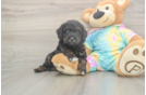 Mini Aussiedoodle Puppy for Adoption