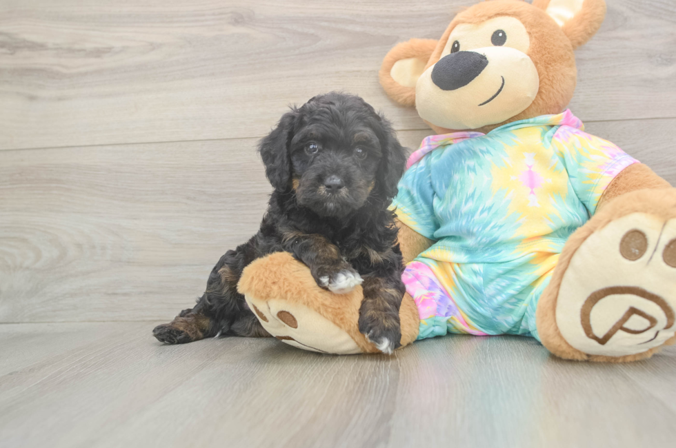 5 week old Mini Aussiedoodle Puppy For Sale - Windy City Pups