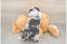 Mini Aussiedoodle Puppy for Adoption
